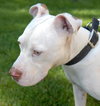 Chico