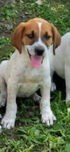Petey