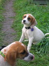 Petey