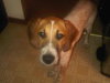 Petey