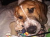 Petey