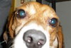 Buddy