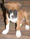 Deacon