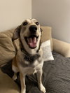Big Cheese