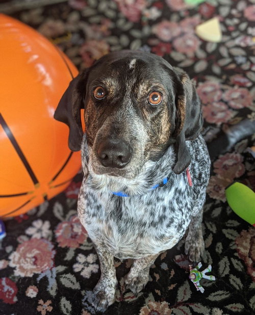 Dori
