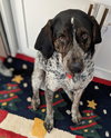 Dori