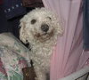 Miss Bailey