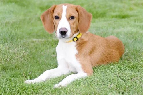 Betsy