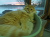 Simba