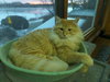 Simba