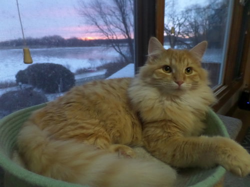Simba