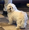 Bogey Aylesford