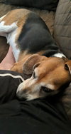 Lilabeth