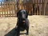 Bailey