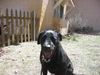 Bailey