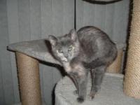 Delilah Blue