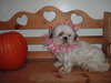 Cookie