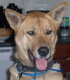 Sarge