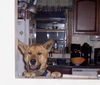 Sarge
