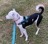 Josie