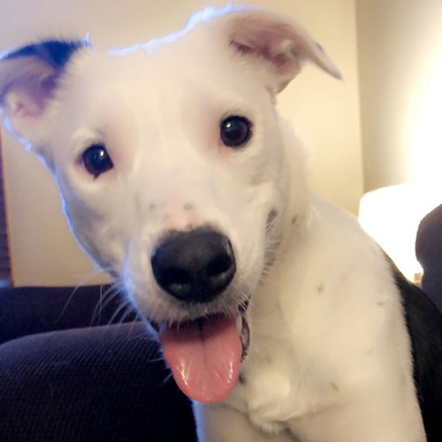 Josie