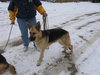 Heidi
