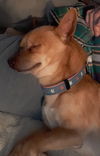 Frode