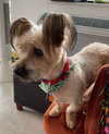 Dunn