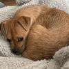 Canelo