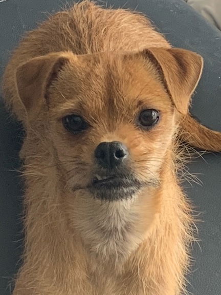 Canelo