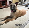 Lindey
