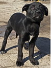 Owen Vacation Foster Needed May 25-31