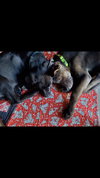 Owen Vacation Foster Needed May 25-31