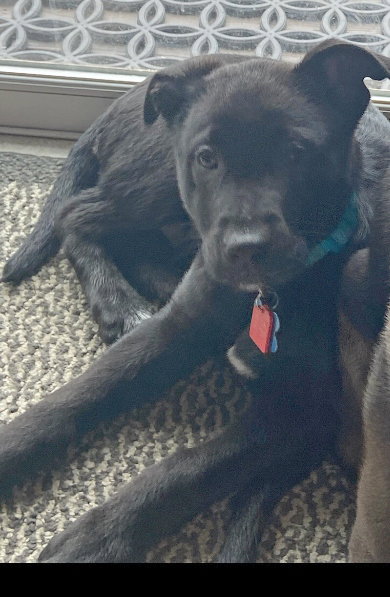 Owen Vacation Foster Needed May 25-31