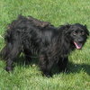 Libbie