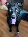 Pepper