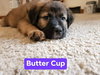 Buttercup