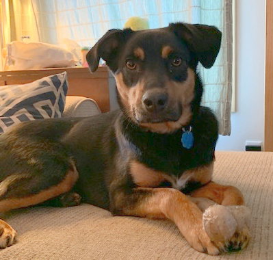 Licorice