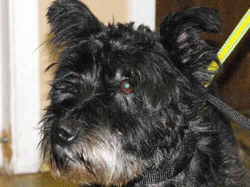 Pippin