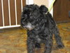 Pippin