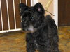 Pippin