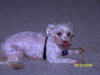 Mitzy