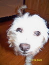 Mitzy