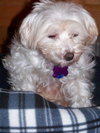 Mitzy