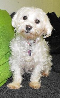 Mitzy