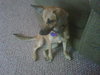 JoDee