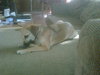 JoDee