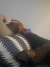 Pete
