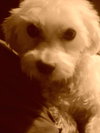 Monty