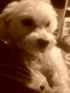 Monty